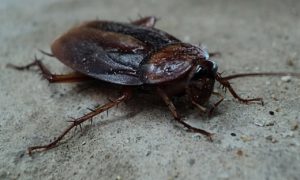 Scopri di più sull'articolo Le specie di scarafaggi in Italia
