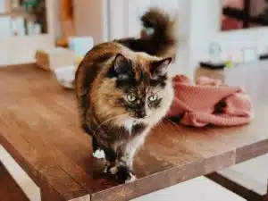 disinfestazione-zecche-gatto