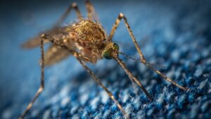 Scopri di più sull'articolo Generalità sulle zanzare