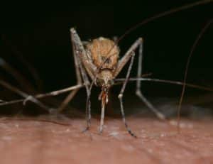 zanzara culex italia
