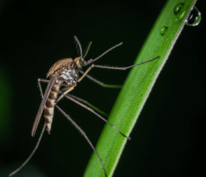 zanzara piccolissima