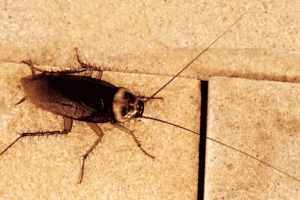 scarafaggio immagine