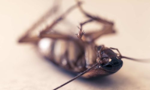 Gli scarafaggi sono pericolosi
