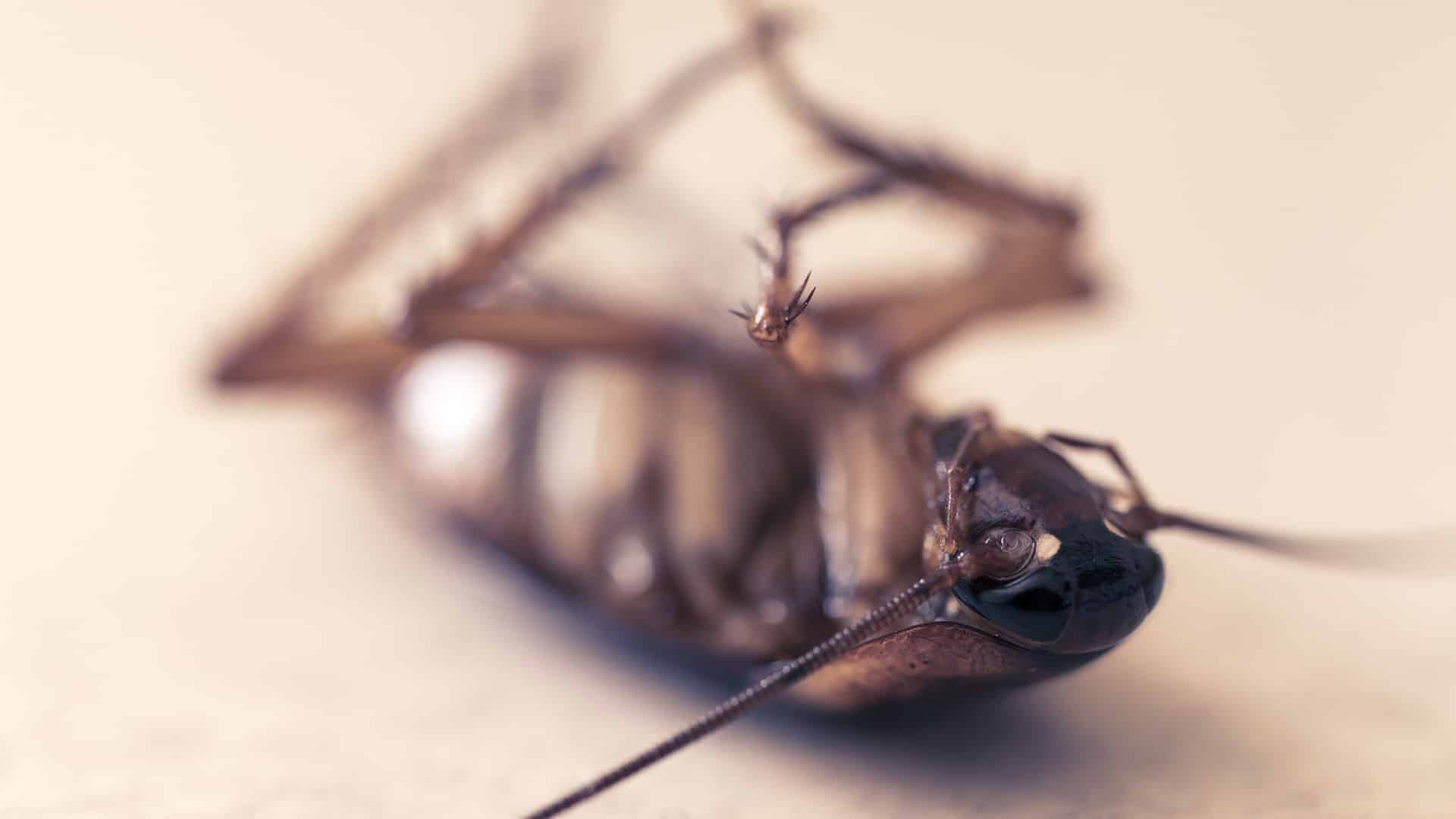 You are currently viewing Gli scarafaggi sono pericolosi