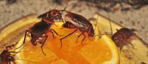 scarafaggi che si nutrono di cibo