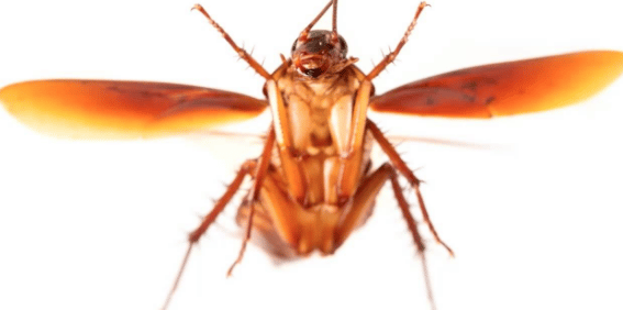 scaraffaggio volante