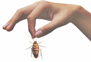 invasione scarafaggi