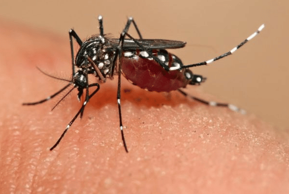 dengue vaccino