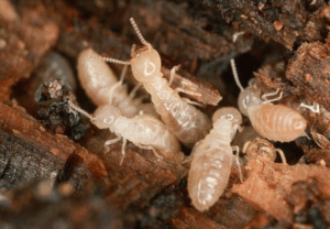 Scopri di più sull'articolo Le termiti sotterranee