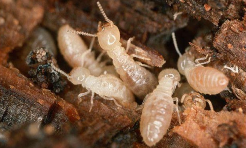 Le termiti sotterranee