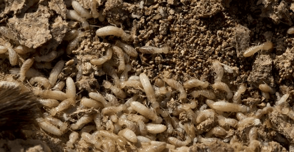 uova di termiti