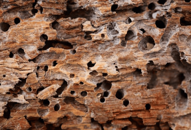 termiti del legno foto
