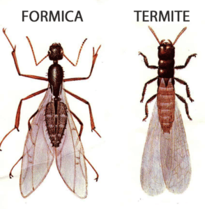 termiti o formiche alate