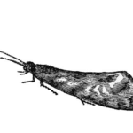 insetto-tarma