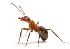 disinfestazione-formiche
