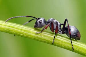 Scopri di più sull'articolo Disinfestazione formiche