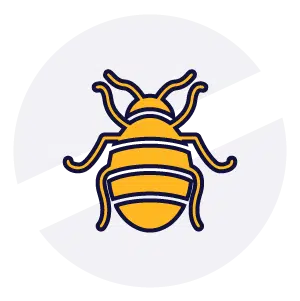 Disinfestazioni Veloci - Cimice