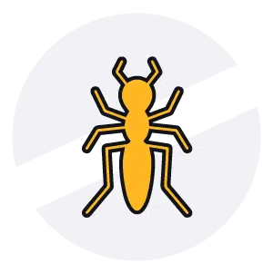 Disinfestazioni Veloci - Formica